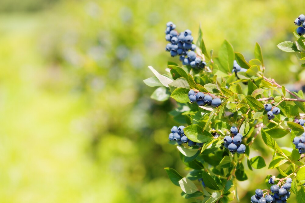 Libelle Legt Uit Wat Is Het Verschil Tussen Bosbessen En Blauwe Bessen