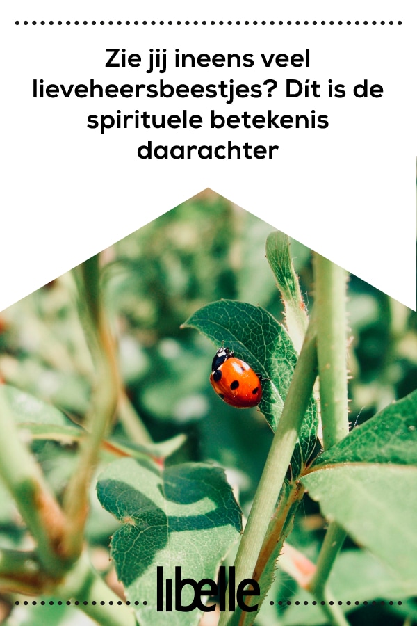 Zie Jij Ineens Veel Lieveheersbeestjes D T Is De Spirituele Betekenis