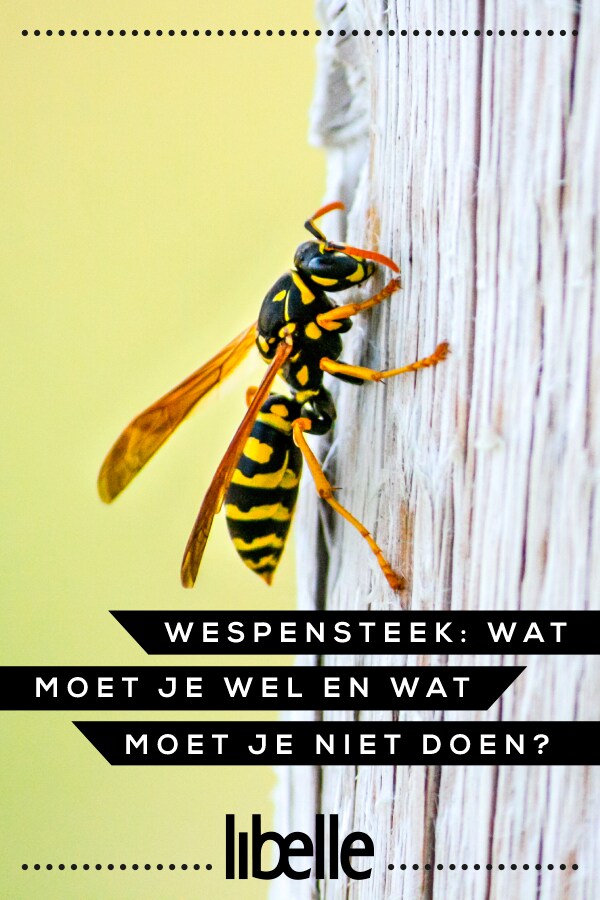 Wespensteek Wat Moet Je Wel En Niet Doen Libelle