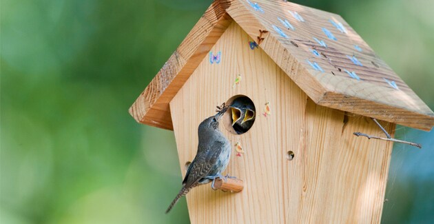 waarom de herfst hét moment is om een vogelhuisje op te hangen libelle