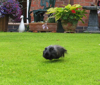 Honden, katten en cavia's vliegen niet. Of toch wel? - Libelle.nl