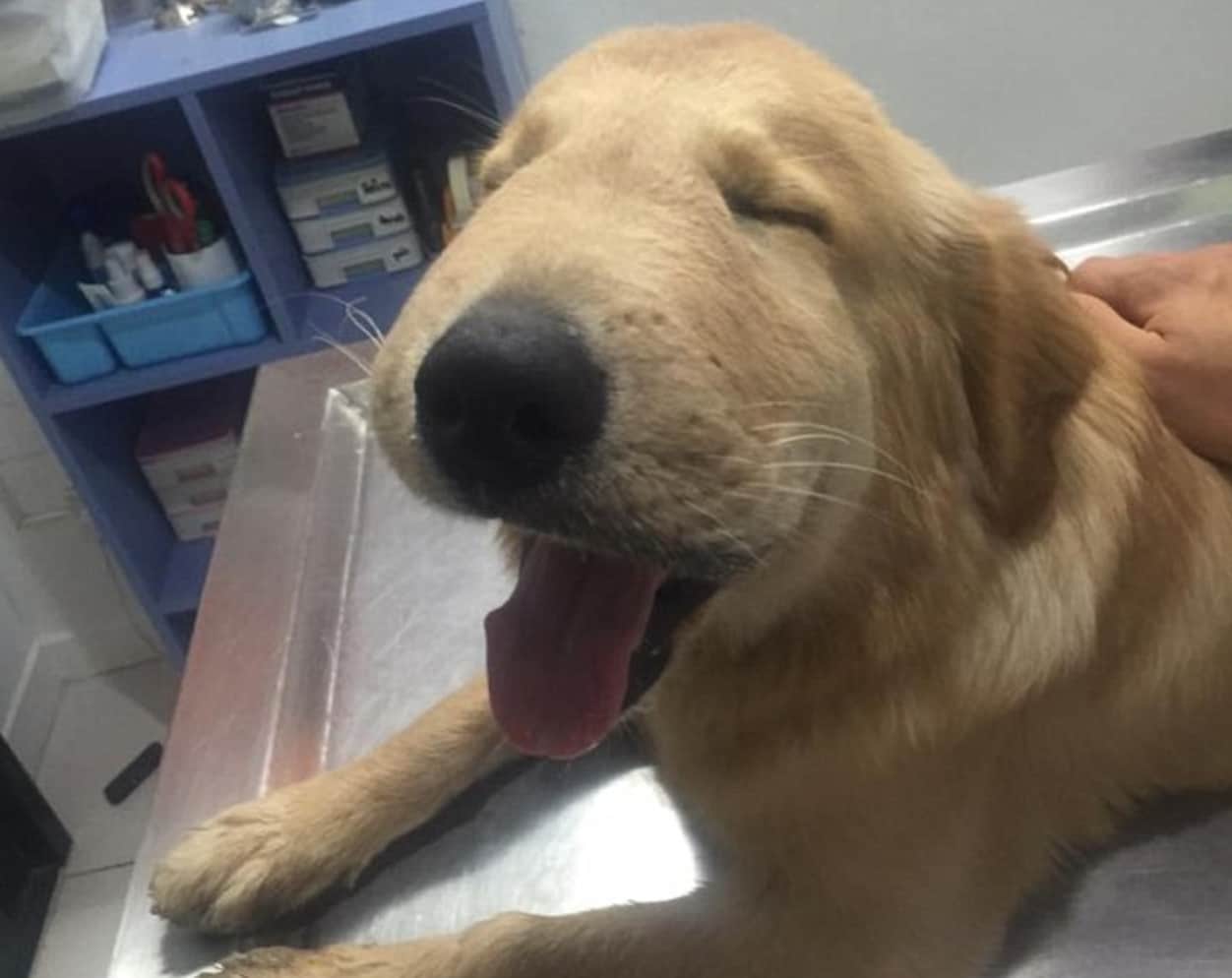 mijn hond is gestoken door een wesp