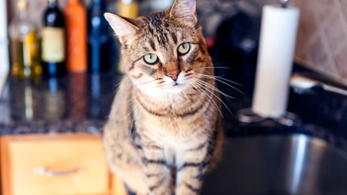 kat springt niet meer