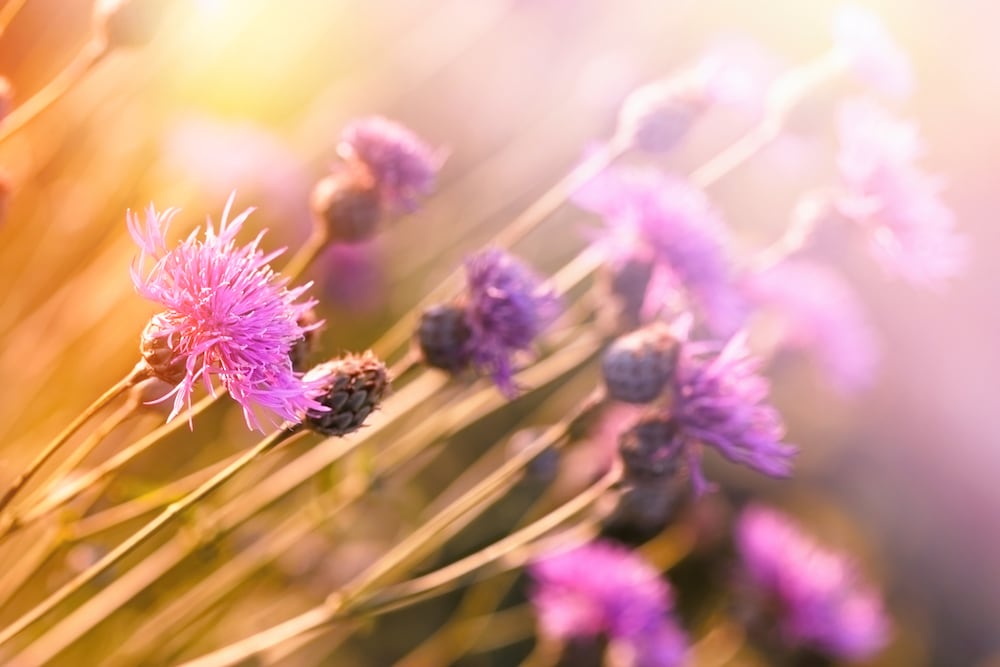 Deze bloemen passen het beste bij jouw sterrenbeeld