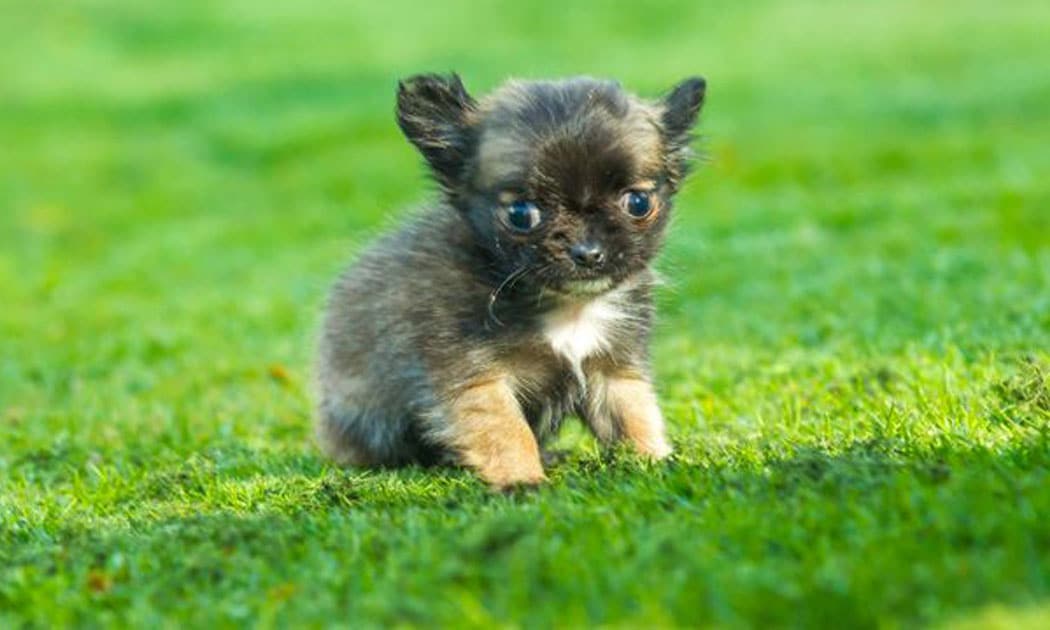 dit is het kleinste hondje ter wereld