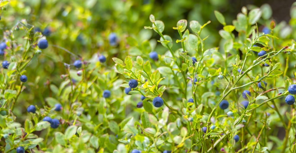 Libelle Legt Uit wat is het verschil tussen bosbessen en blauwe bessen? Libelle