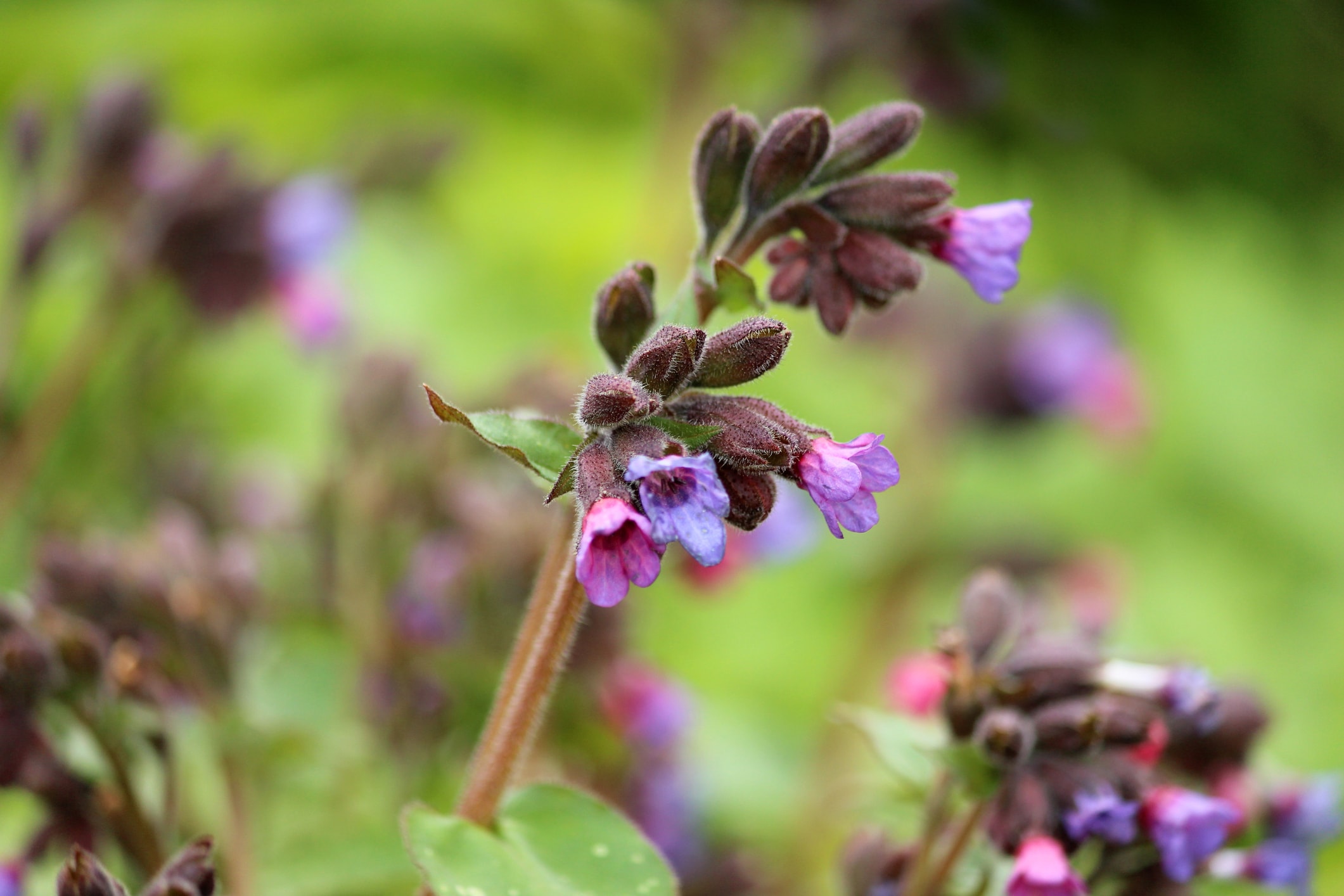 Ook Zonder Zon Een Bloeiende Tuin X De Mooiste Schaduwplanten Libelle