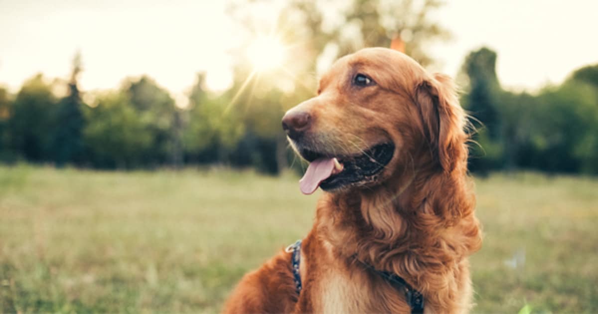 Leukste films om samen met je hond te kijken - Just Russel