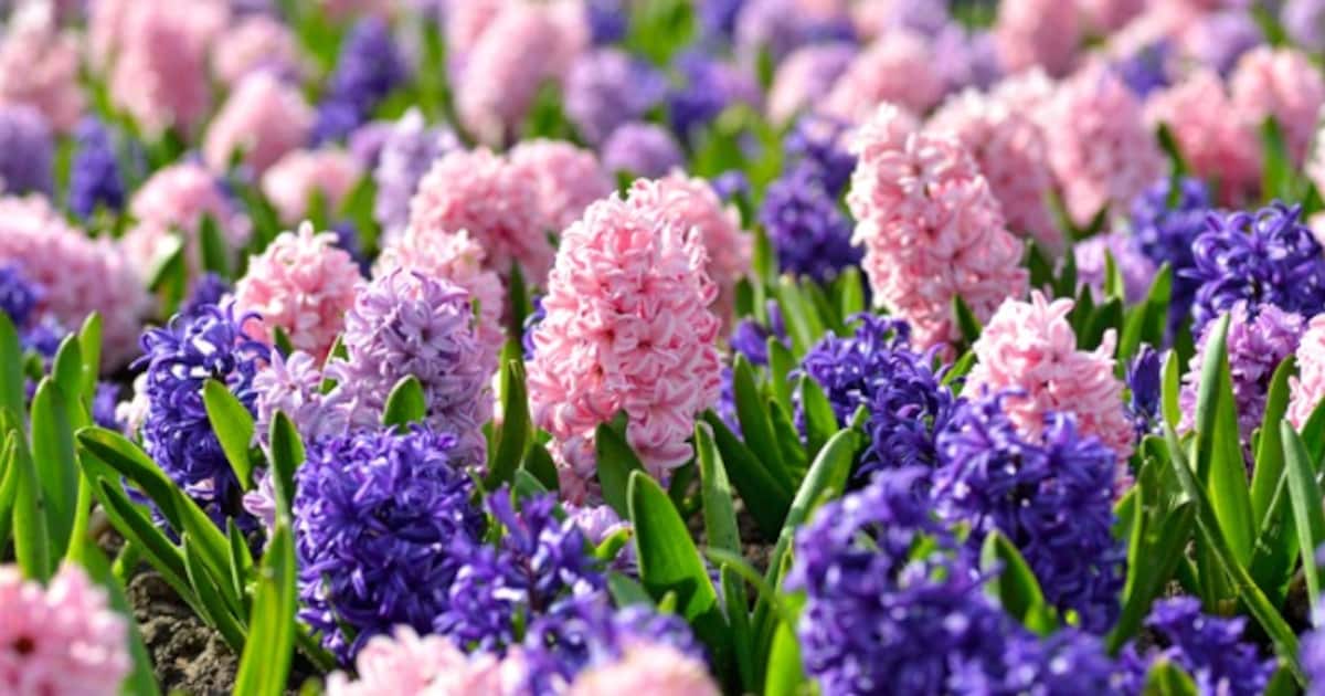 Dze kleurrijke bloemen en planten bloeien al in maart - Libelle.nl