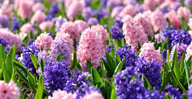 Dze kleurrijke bloemen en planten bloeien al in maart - Libelle.nl