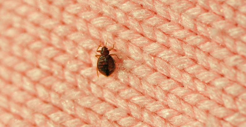 Jakkes: beddengoed in deze kleuren trekt bedwantsen aan - Libelle.nl