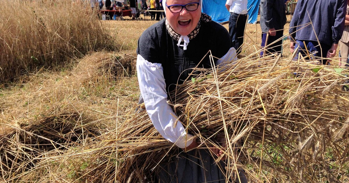 De rogge is weer van het land