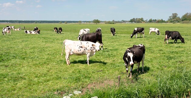 dit-wist-je-nog-niet-over-de-weilanden-in-nederland