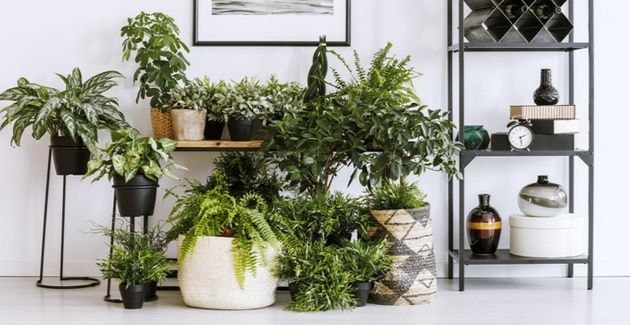Let op: dze 5 kamerplanten kunnen een allergische reactie veroorzaken -  Libelle.nl