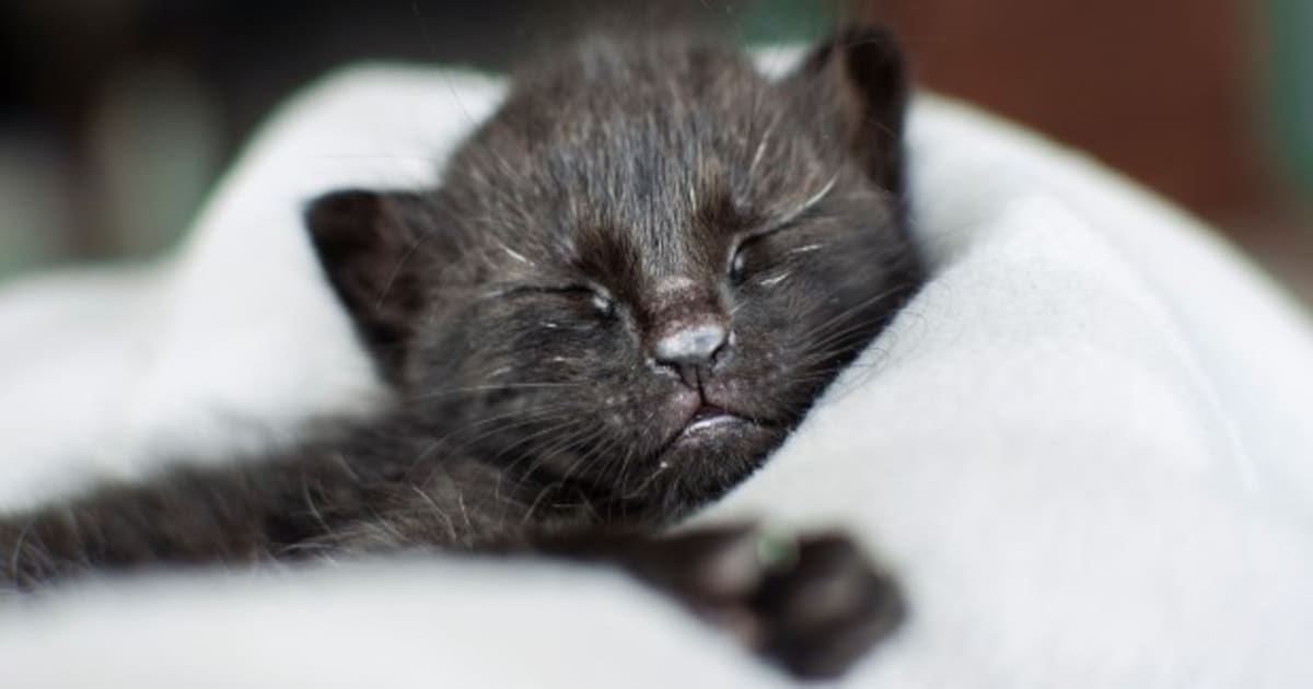 Lieke (22) zag een dode kat liggen en bevrijdde 4 kittens uit de buik ...