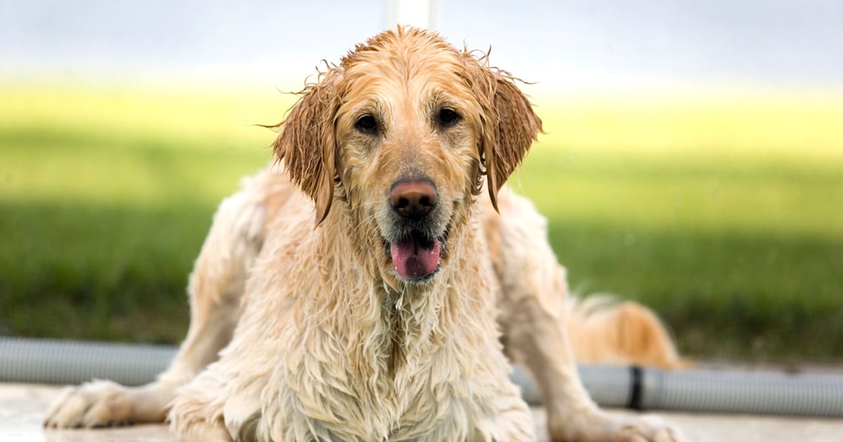 https://image.libelle.nl/200974531/center-crop/1200/630/libelle-legt-uit-wat-doe-je-tegen-de-stank-van-de-natte-vacht-van-je-hond