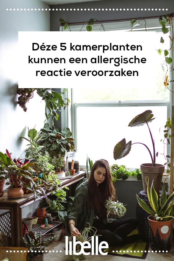Let op: dze 5 kamerplanten kunnen een allergische reactie veroorzaken -  Libelle.nl