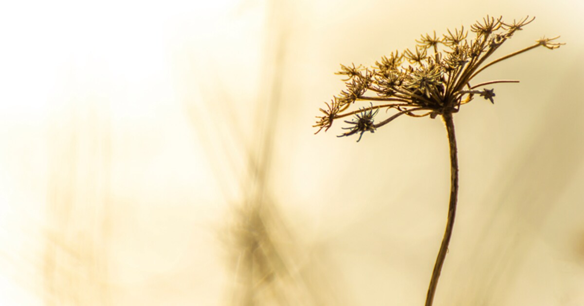 Moeder plaatst foto opgebaarde zoon (18) op Twitter. “Ik wil mijn lieve, mooie, geweldige zoon laten