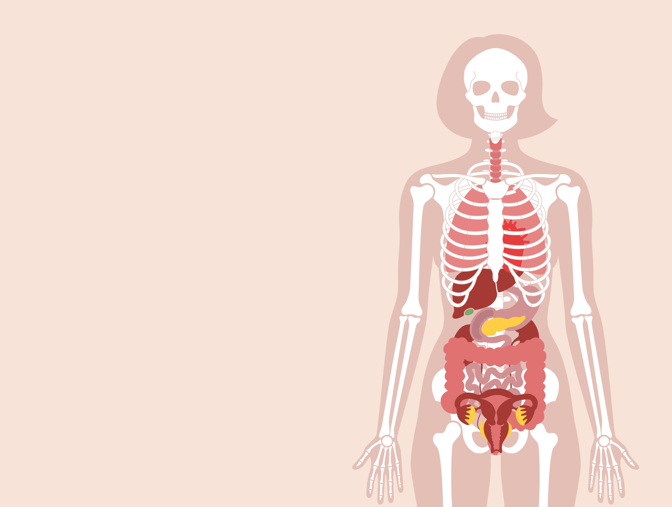 Weet jij welke organen waar in