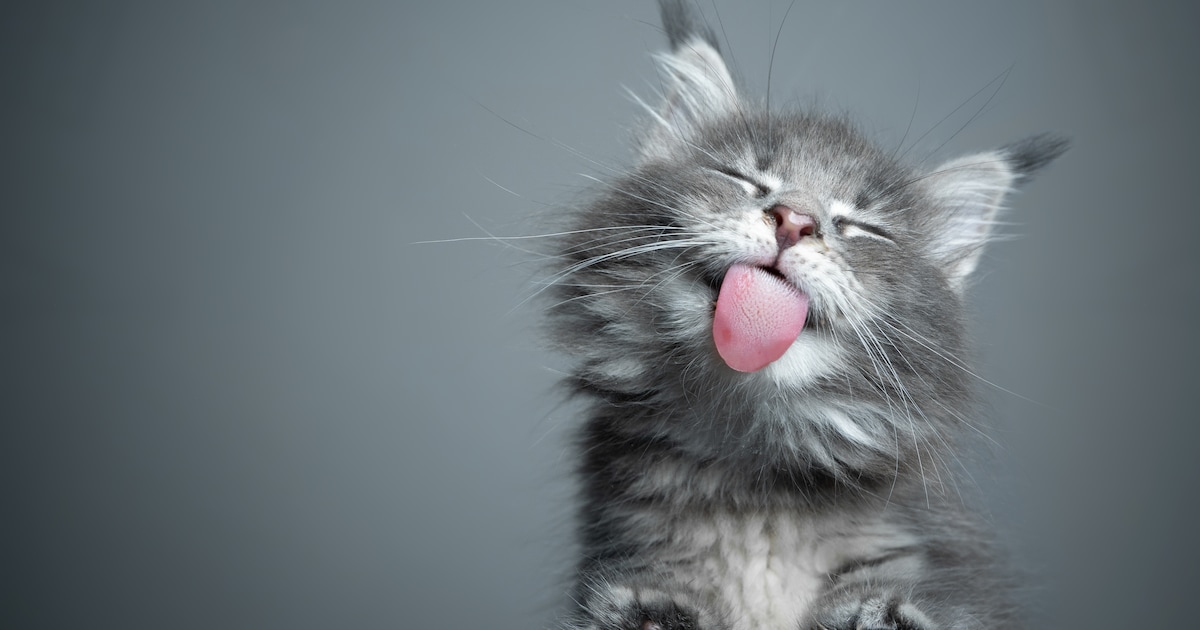 Dít mogen katten absoluut niet eten | Libelle