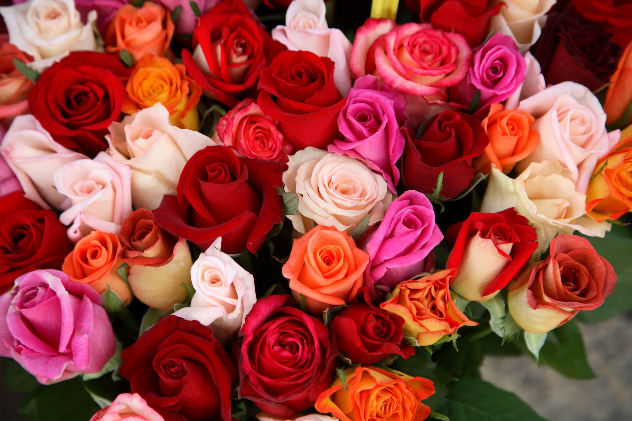 Rood, roze of oranje: wat betekent de kleur van een roos? - Libelle.nl