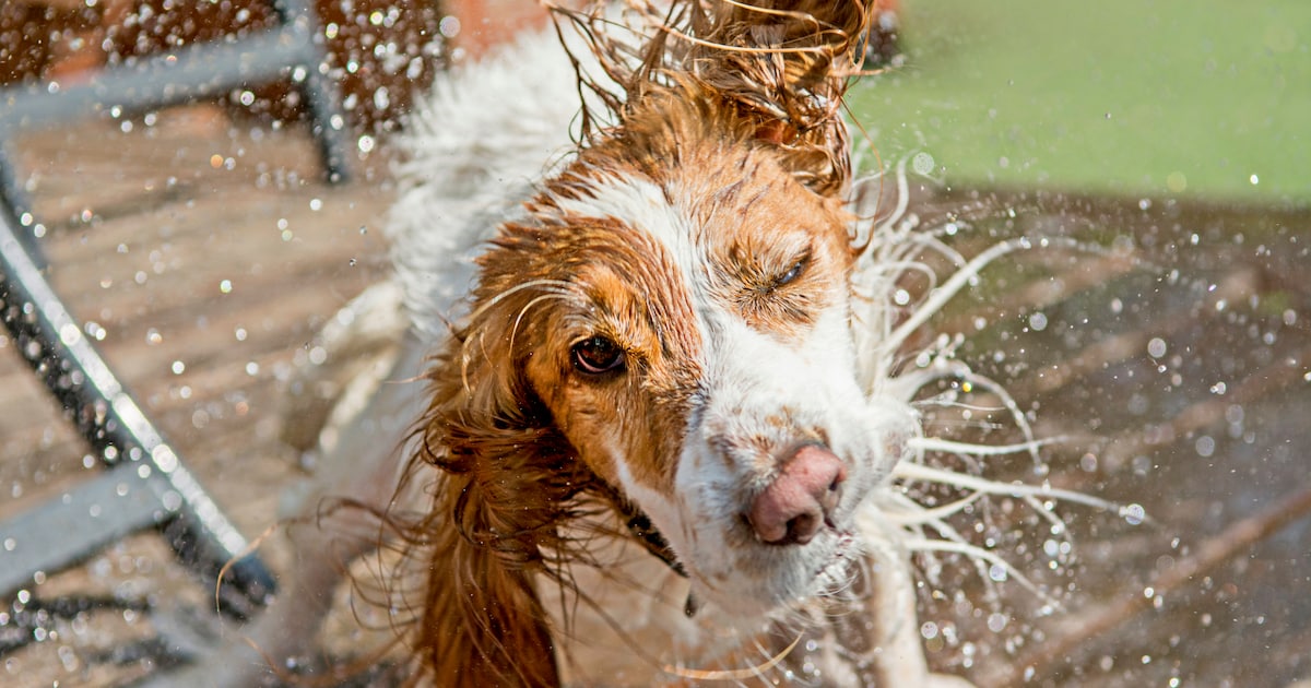 https://image.libelle.nl/219112907/center-crop/1200/630/waarom-je-je-hond-niet-moet-natspuiten-als-het-warm-is-en-dit-is-hoe-je-m-wel-afkoelt
