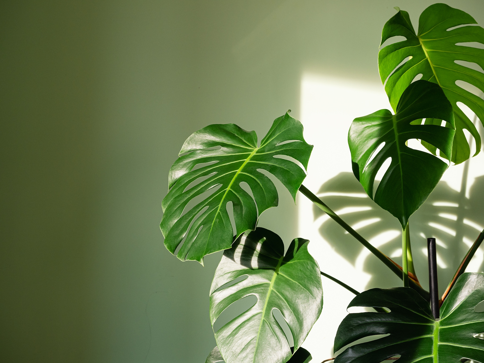 philodendron hibrido Philodendron Hybrid – bumi