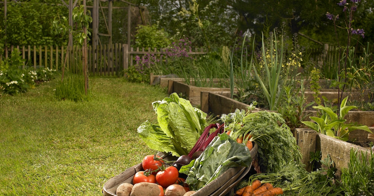 Moestuin? Déze groente- en fruitsoorten kun je beter niet naast elkaar ...