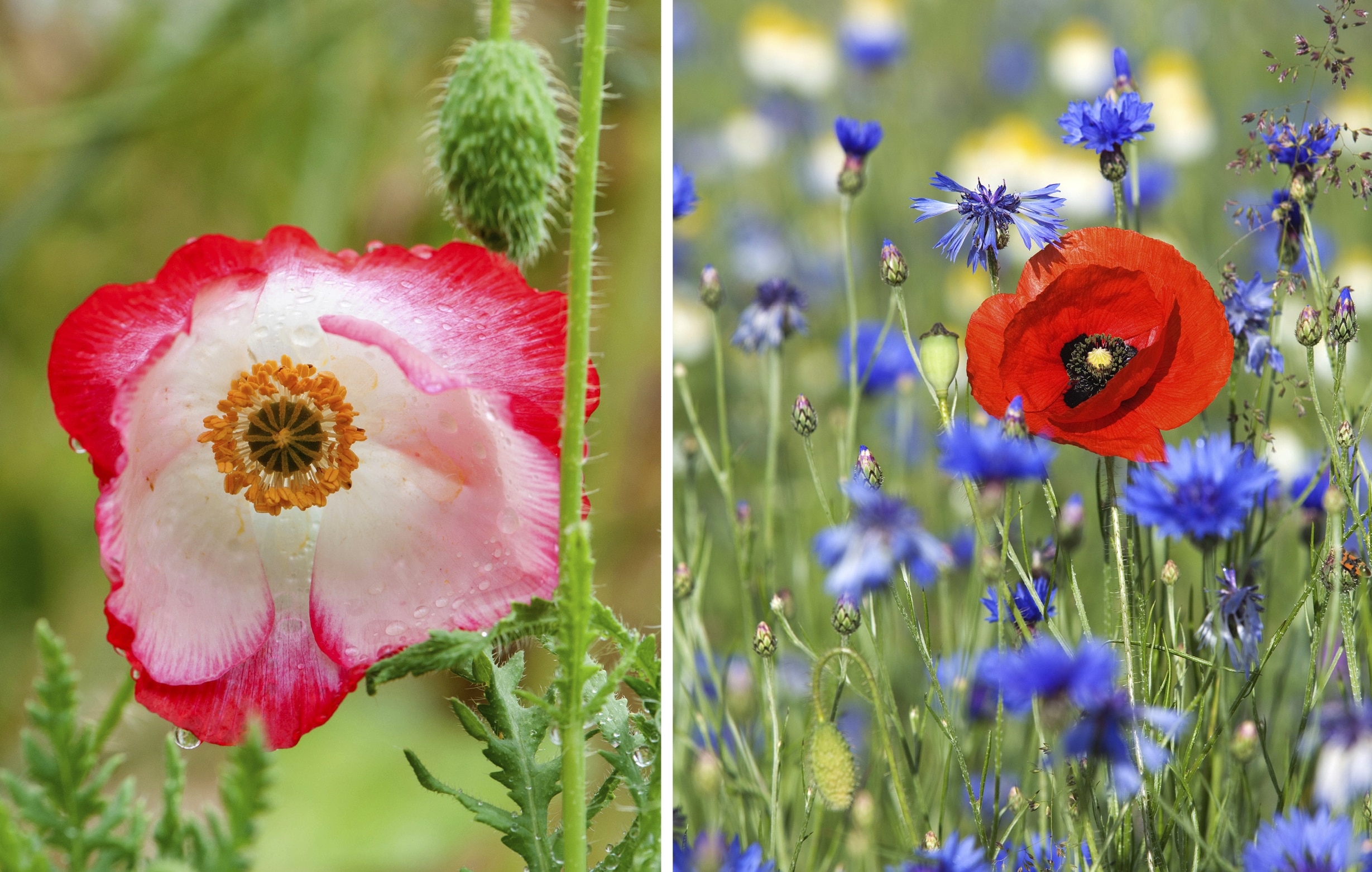 willen-we-zo-krijg-je-een-tuin-vol-kleurige-klaprozen-libelle