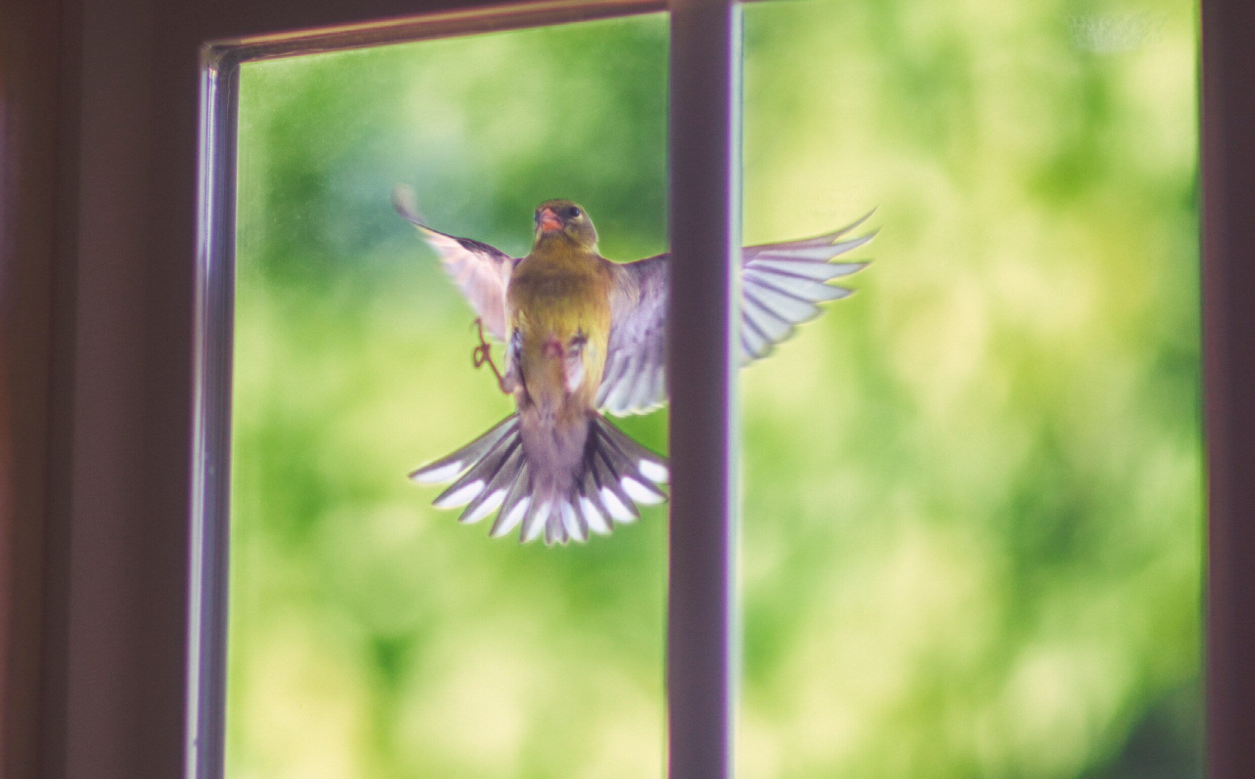 Om déze reden vliegen vogels tegen het raam (en zó