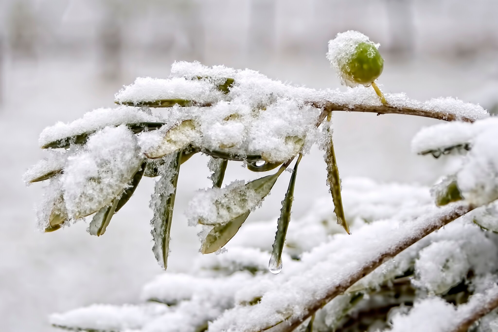 Dze planten moet je beschermen tegen vorst