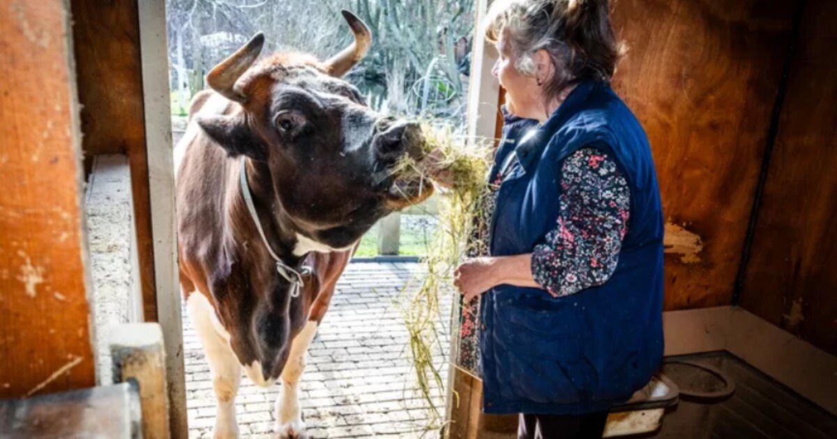 Ewoud en Dina hebben een koe in hun achtertuin: “Voor ons is Eva een huisdier”