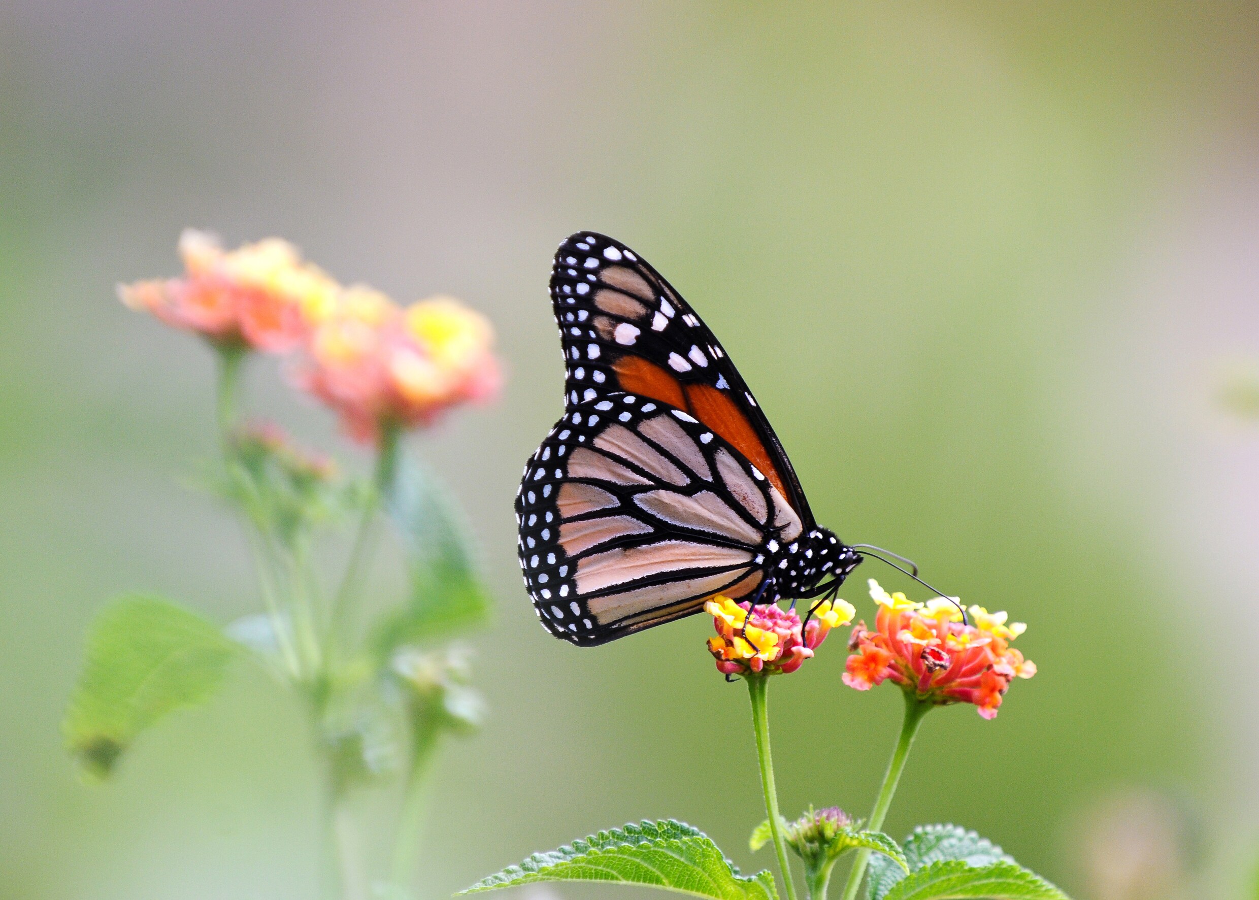 vlinders-hebben-het-moeilijk-dit-kun-je-doe