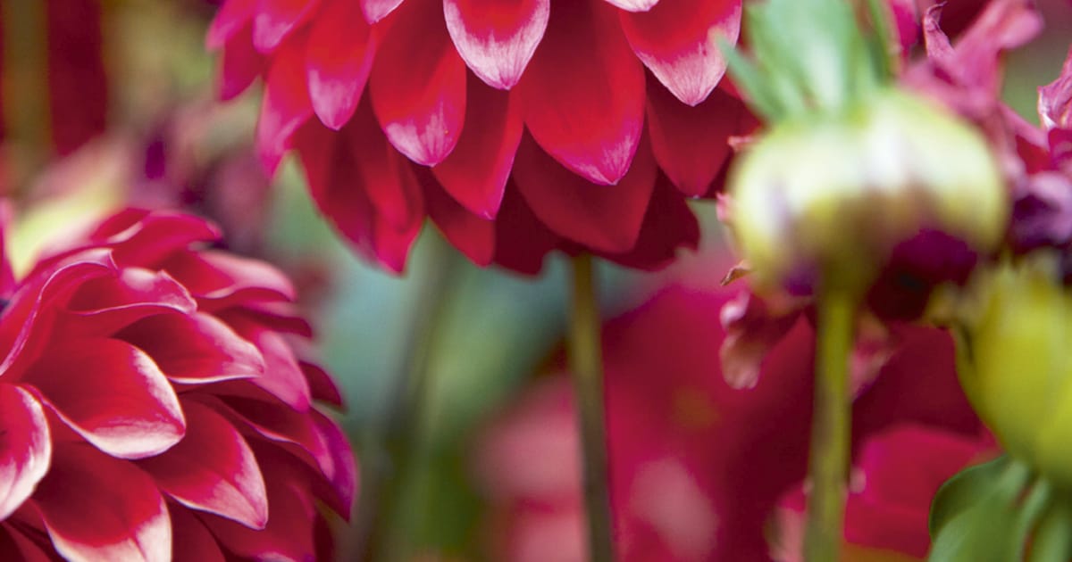 Zo knal je met rood in de tuin