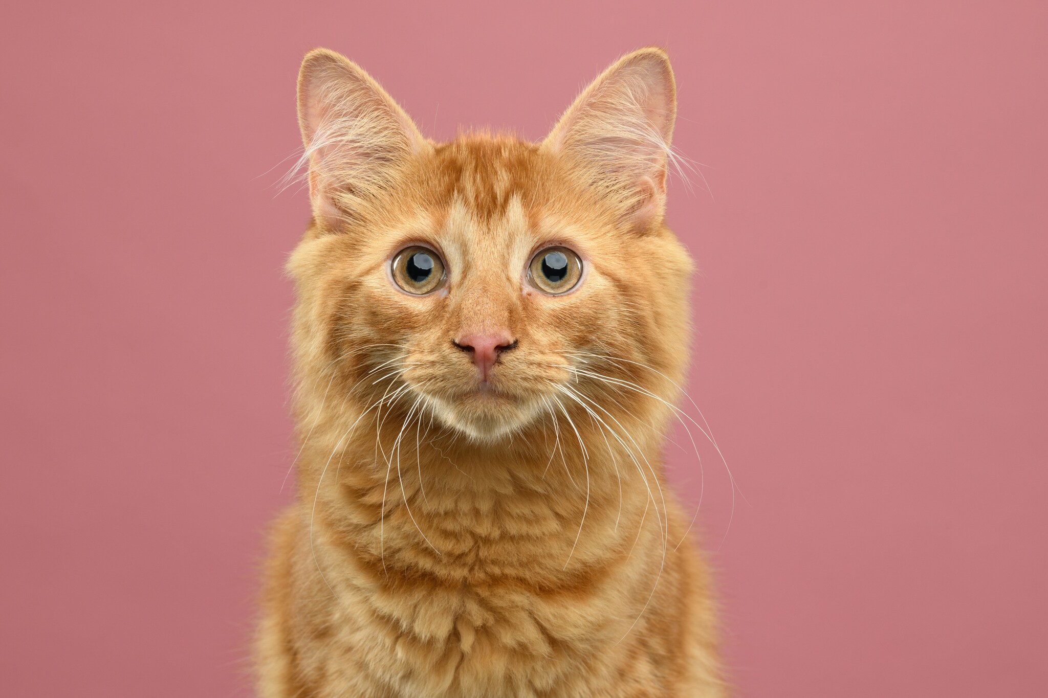 Zo lang kun je een kat alleen laten (en dat is korter dan je denkt)