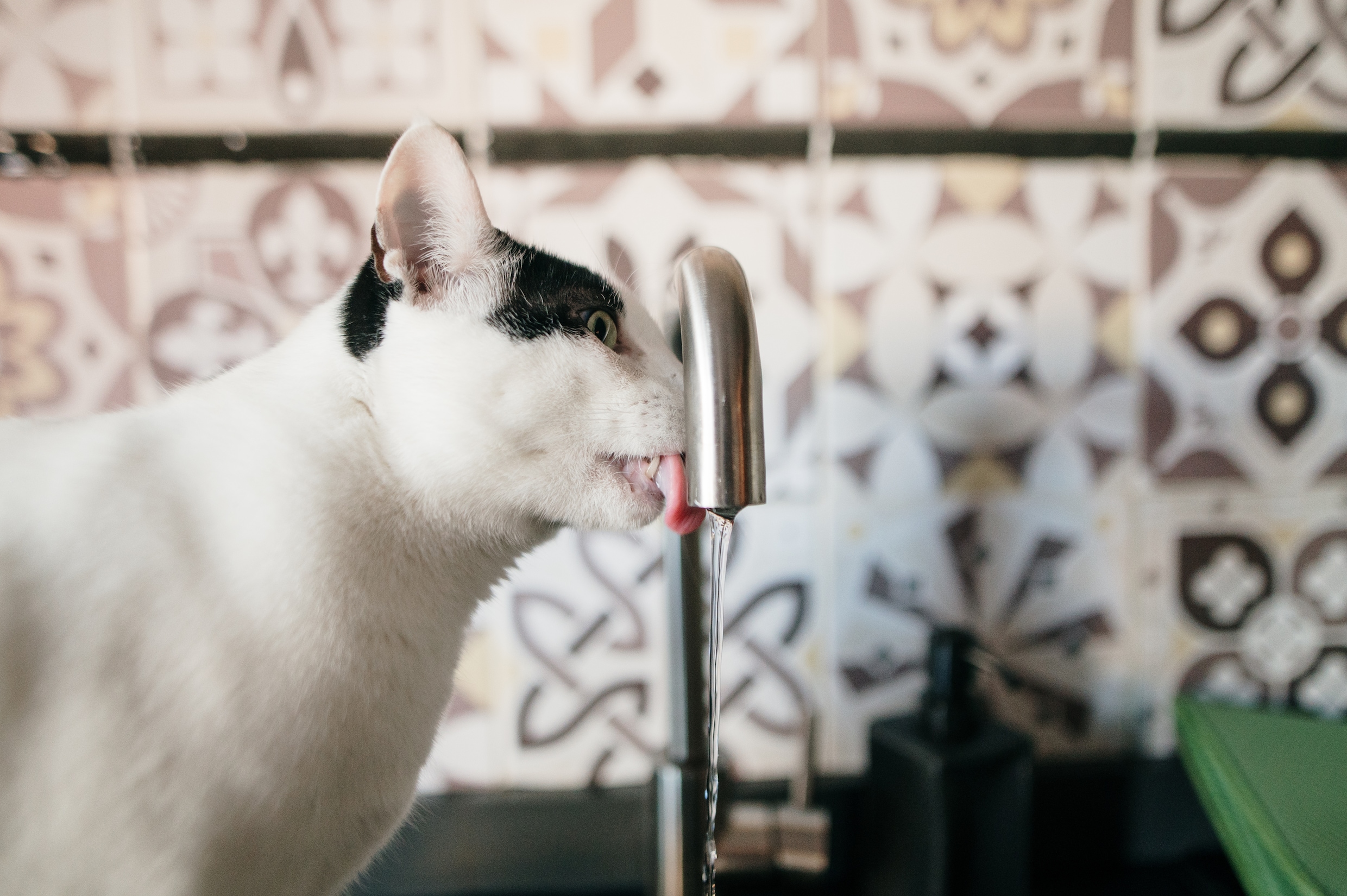 Dit is waarom je kat graag uit de kraan drinkt Libelle