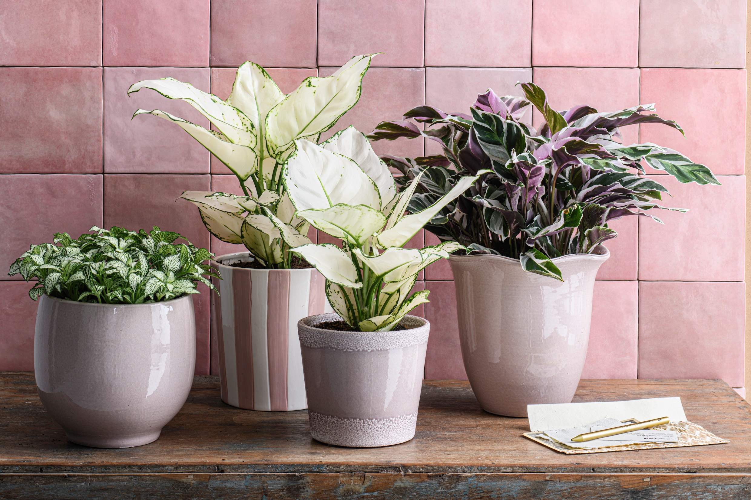 Dit is de top 10 van populairste kamerplanten voor 2025 | Libelle