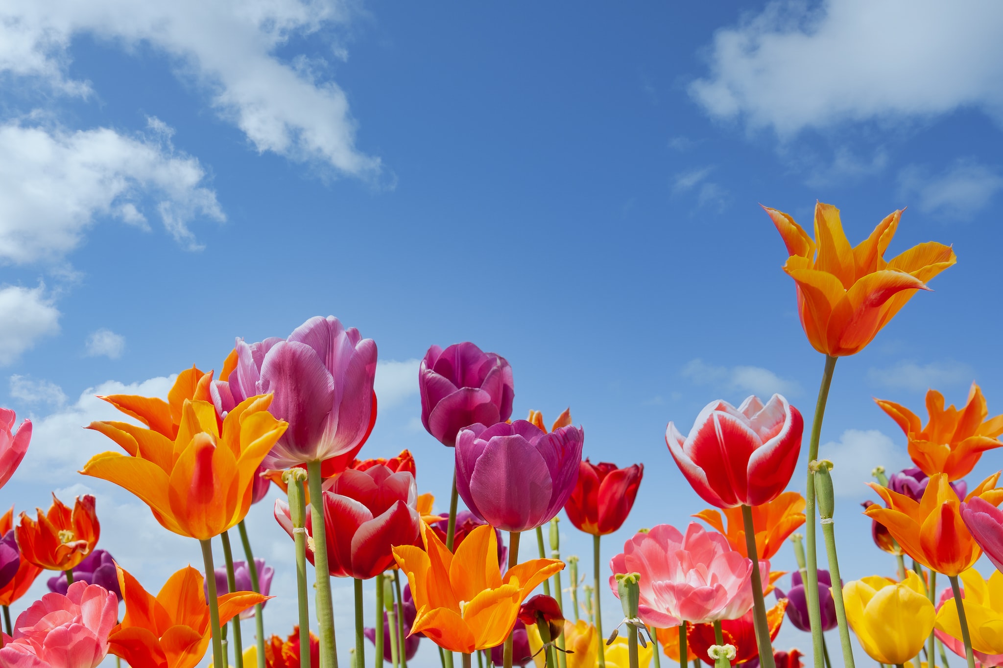 20 maart start de lente: krijgen we dan ook lenteweer?
