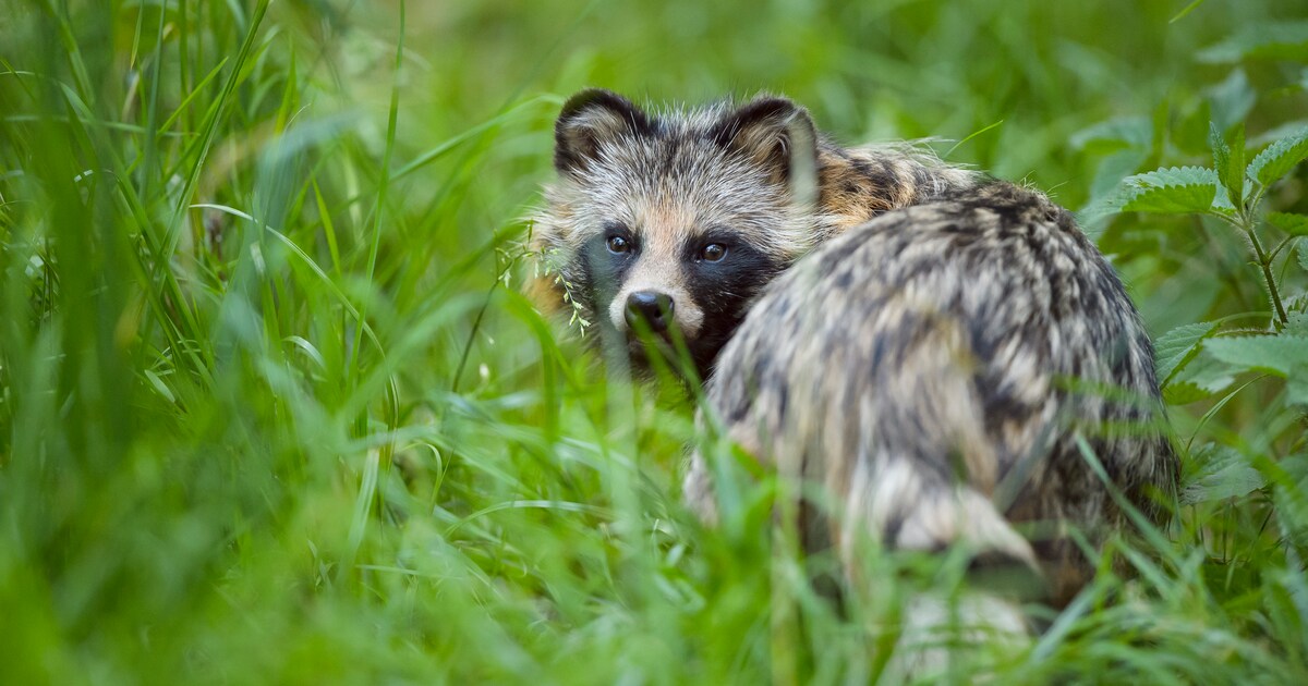 Dít schattige dier komt steeds vaker voor in Nederland | Libelle