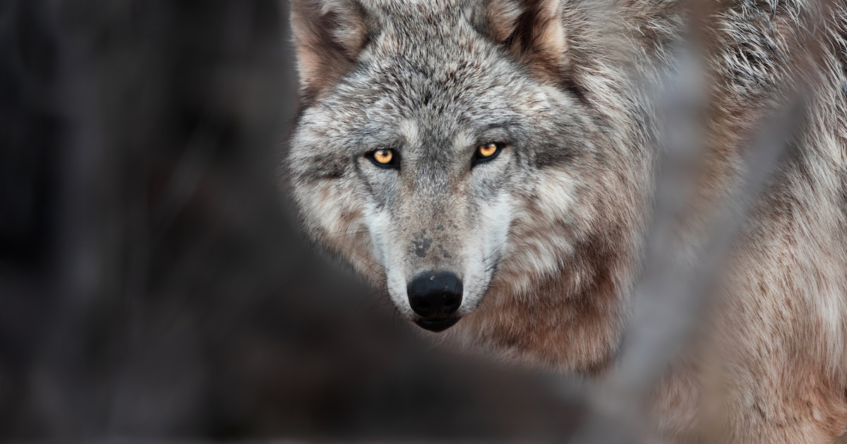 Waarschuwing voor de wolf: Mijd het bos op de Utrechtse Heuvelrug