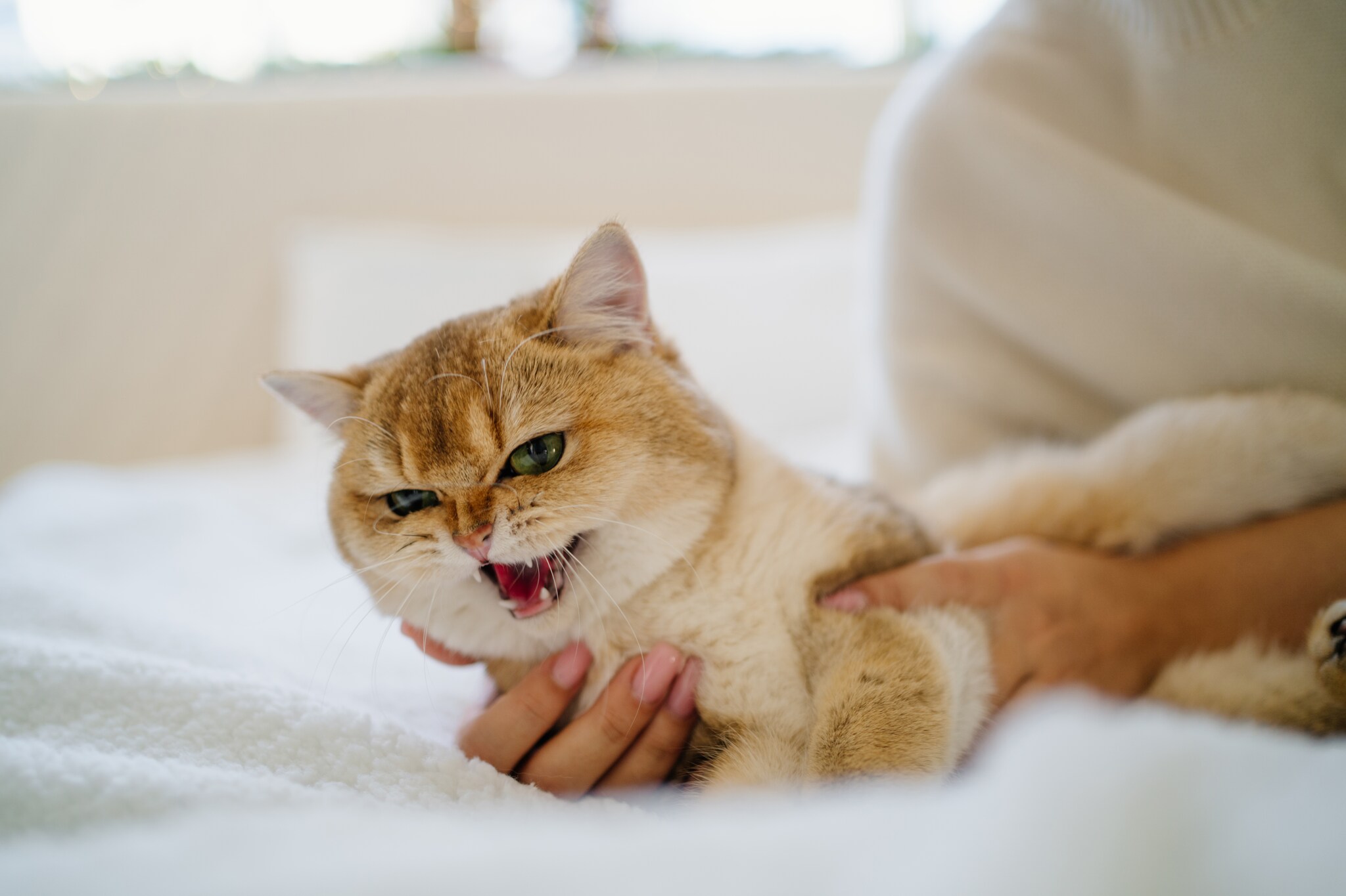Internationale kattendag: Hoe weet je of je kat je haat?