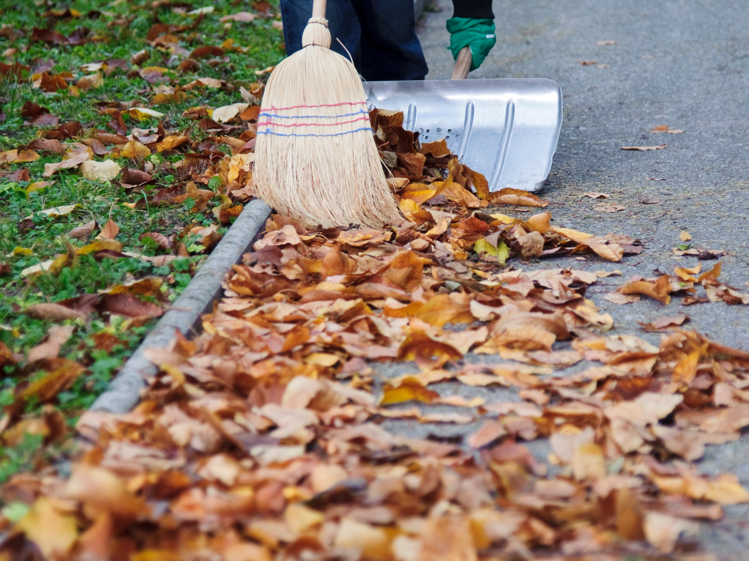 Overlast door boom van de buren