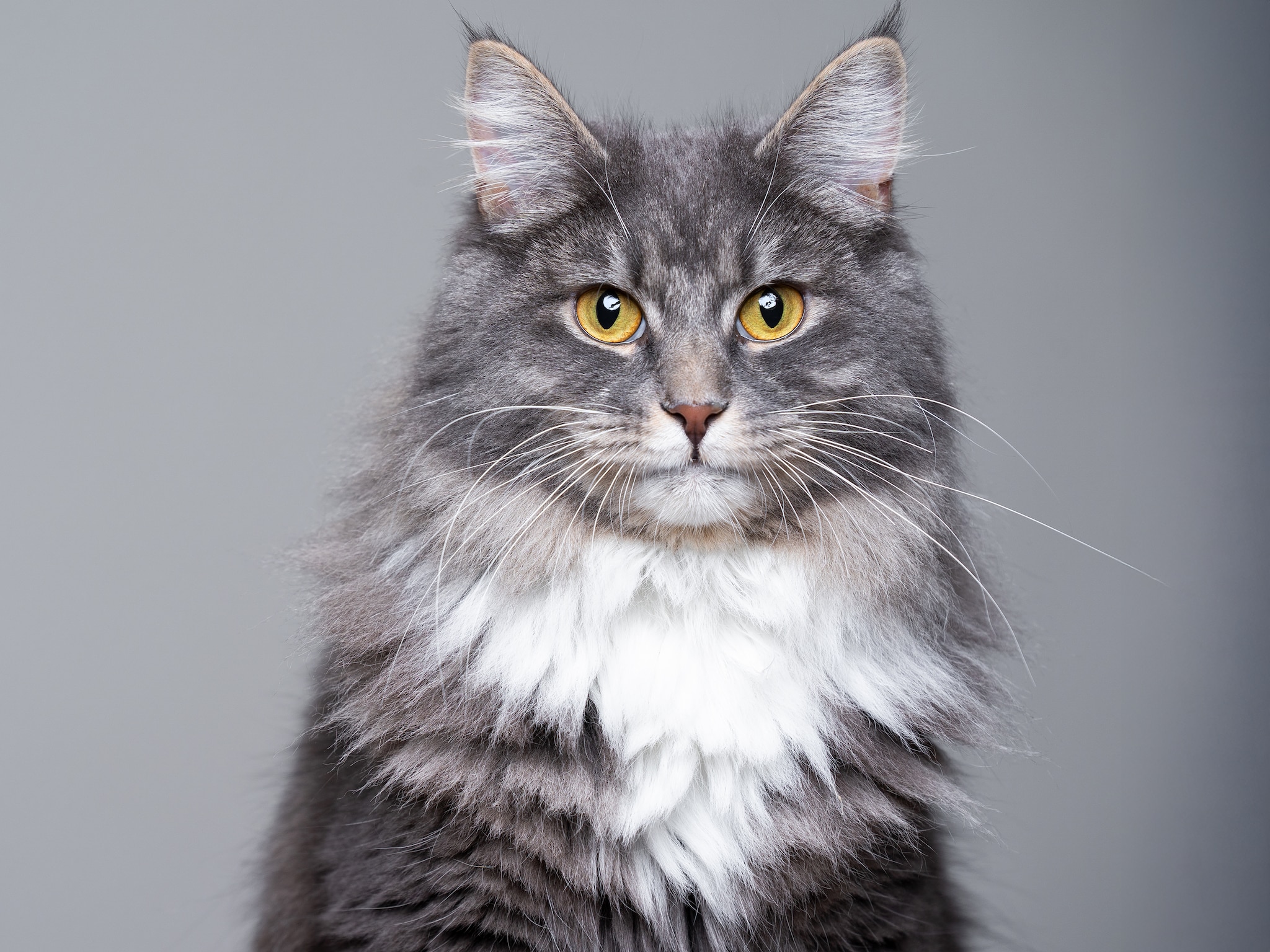 Heb jij een kat? Dan gaat er in 2026 iets veranderen