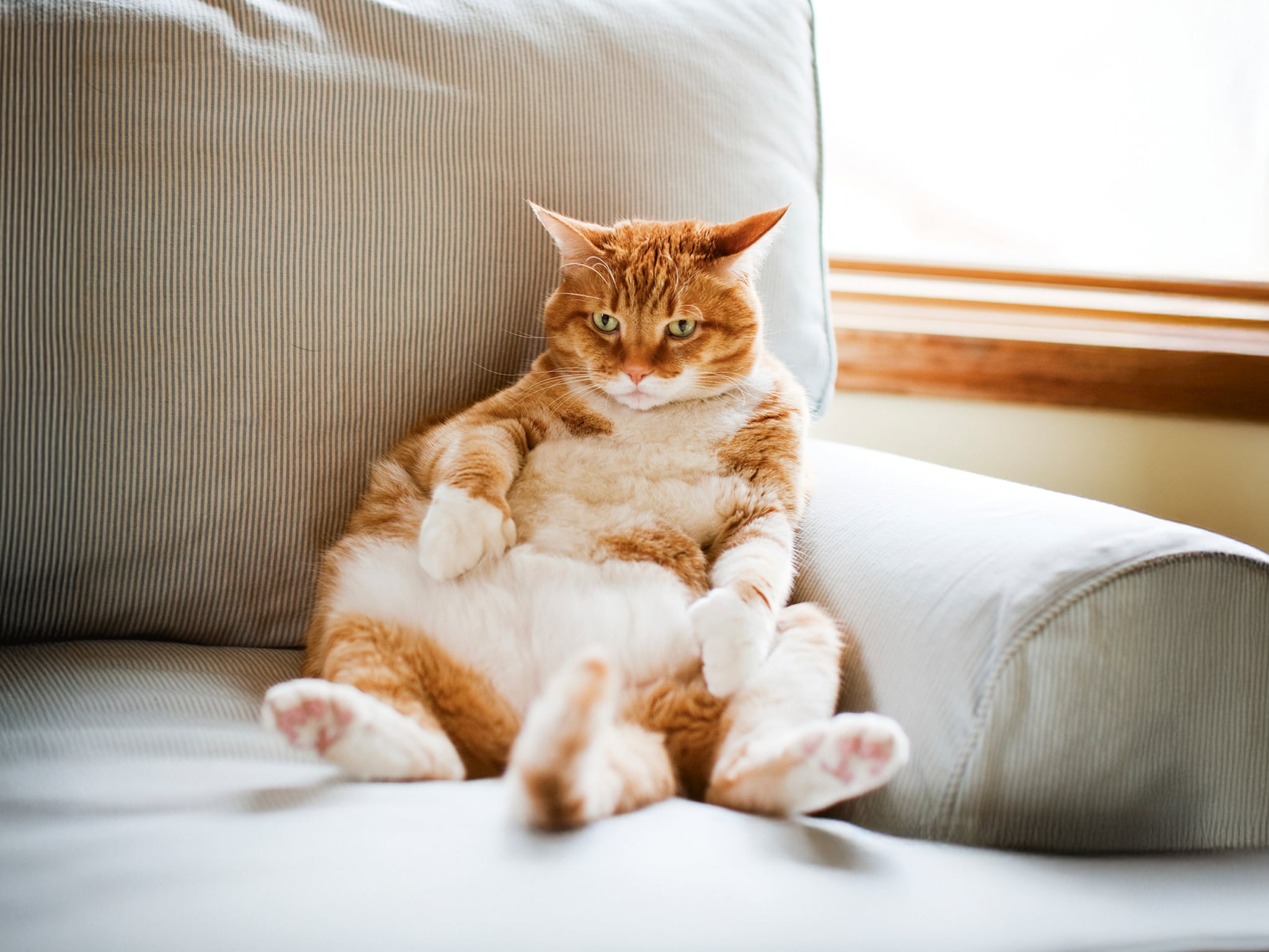 Journalist Sara schakelde een kattenpsycholoog in voor haar onhandelbare  katten: “Ze ziet meteen waar het misgaat”