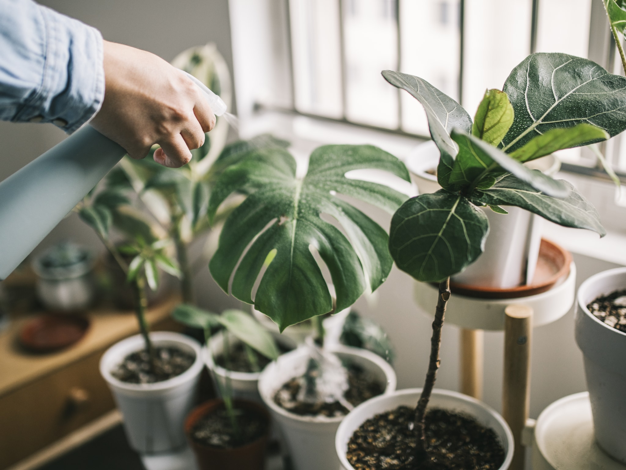 Dze planten pieken de komende maanden