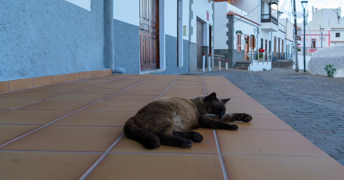 op vakantie naar tenerife? pas op: déze vriendelijke geste kan je meer dan 1000 euro kosten