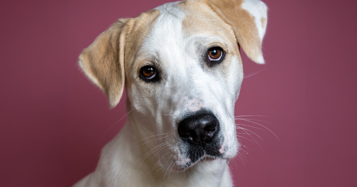 Opzoek naar een lieve hond? Deze 3 honden kan je nú adopteren