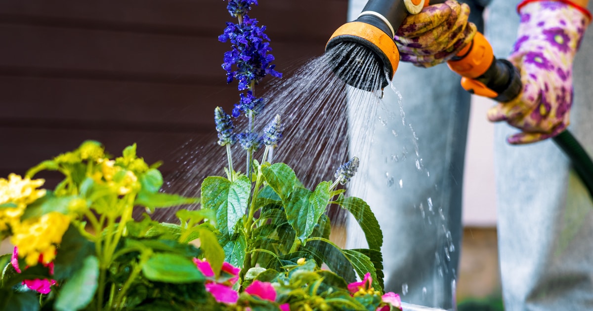 Veel dieren hebben last van de droogte: dít kun jij doen ??