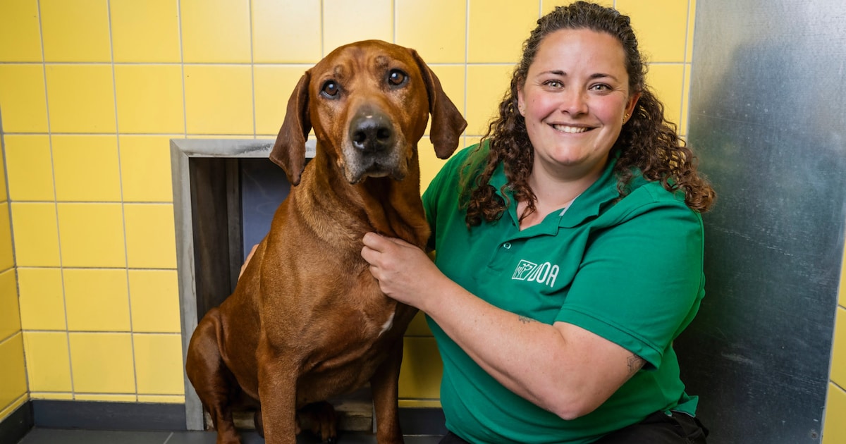 Annelies (40) werkt al 18 jaar in het grootste dierenasiel van Nederland: ‘Wat dieren je echt leren,